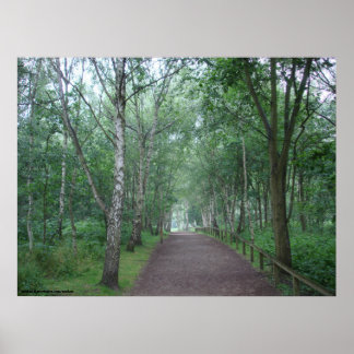 Een Sherwood Forest Path Poster