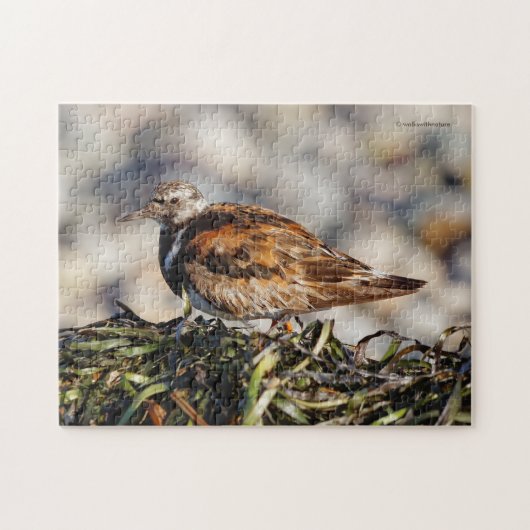 Een Showstop Ruddy Turnstone Shorebird Legpuzzel (Horizontaal)