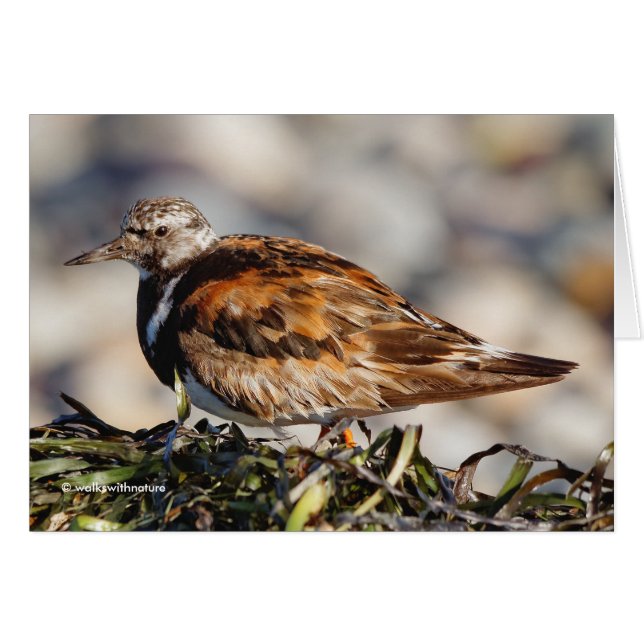 Een Showstopping Ruddy Turnstone aan het strand (Voorkant Horizontaal)
