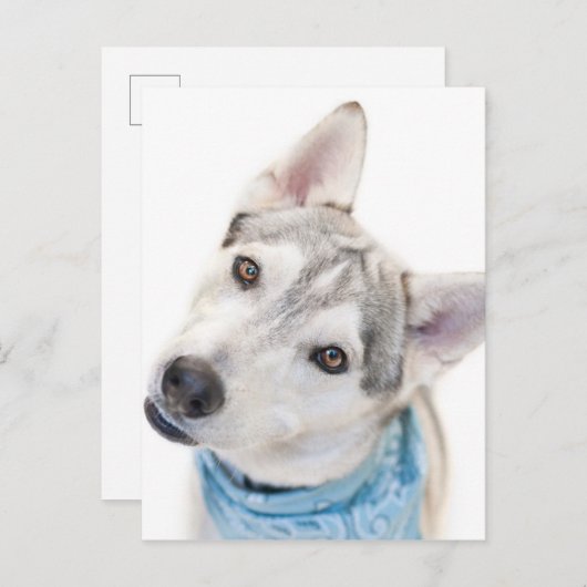 Een Siberian Husky Mix tilt zijn hoofd Briefkaart (Voorkant / Achterkant)