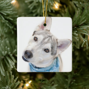 Een Siberian Husky Mix tilt zijn hoofd Keramisch Ornament