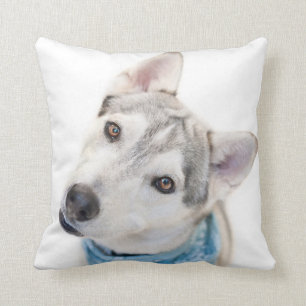 Een Siberian Husky Mix tilt zijn hoofd Kussen
