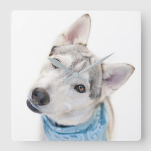 Een Siberian Husky Mix tilt zijn hoofd Vierkante Klok