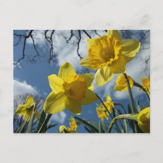 EEN SIGN VAN SPRING BRIEFKAART