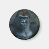Een Silverback in de Making Magneet (Voorkant)