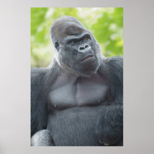 Een Silverback's blik Poster