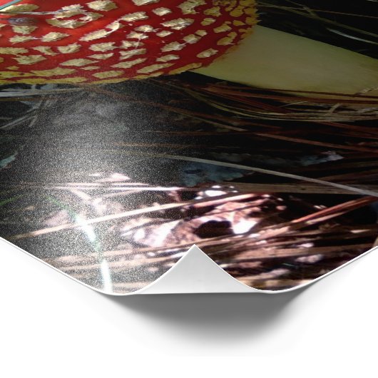 Een slak die een rode Amanita Muscaria paddenstoel Foto Afdruk (Hoek)