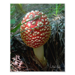 Een slak die een rode Amanita Muscaria paddenstoel Foto Afdruk