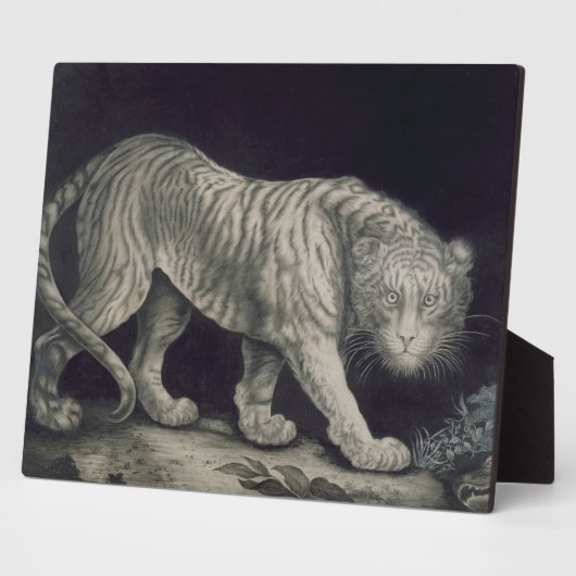 Een slingertijger (potlood op papier) fotoplaat (Zijkant)