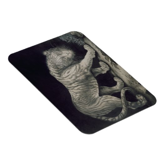 Een slingertijger (potlood op papier) magneet (Rechterzijde)