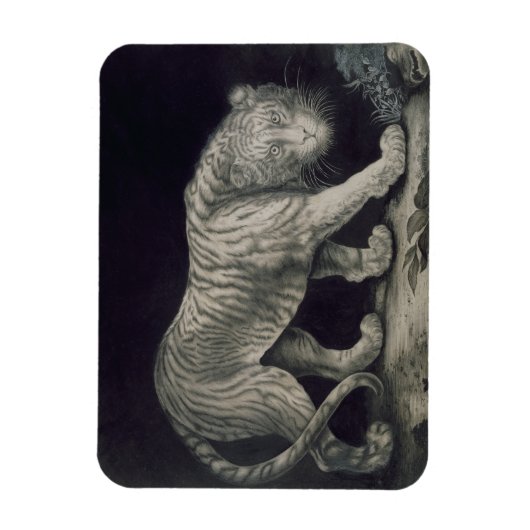 Een slingertijger (potlood op papier) magneet (Verticaal)