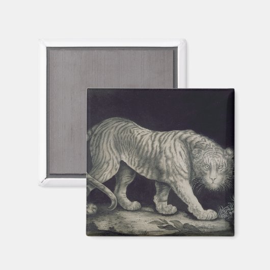 Een slingertijger (potlood op papier) magneet (Voorkant / Achterkant)