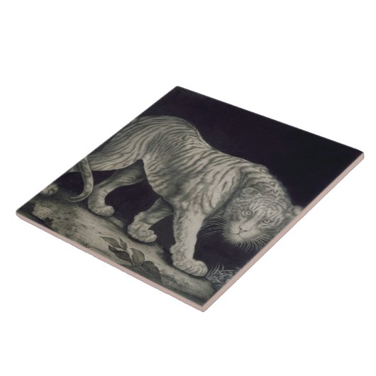 Een slingertijger (potlood op papier) tegeltje (Zijkant)