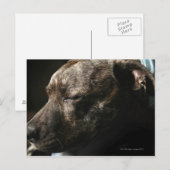 Een slopende hond briefkaart (Voorkant / Achterkant)