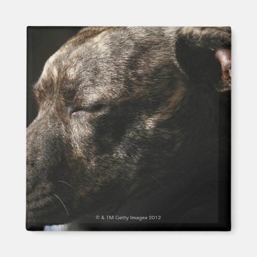 Een slopende hond magneet (Voorkant)
