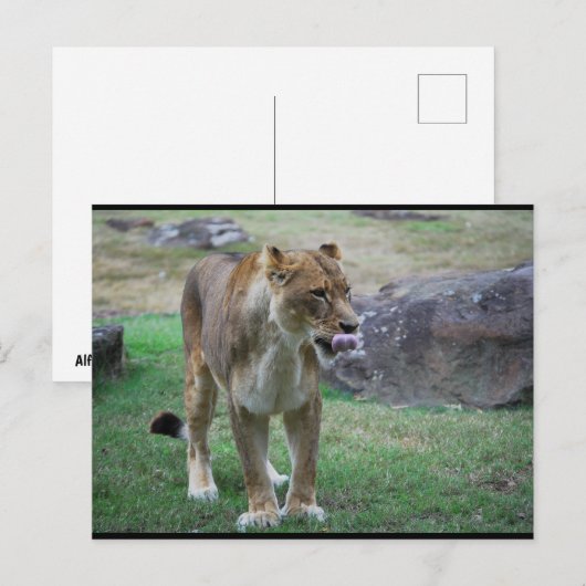 Een Smaak van de Wilde Wereld Briefkaart (Voorkant / Achterkant)