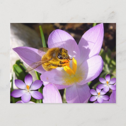 EEN SMAAK VAN SPRING! Eigen Tekst Briefkaart (Voorkant)