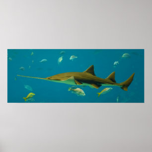 Een smaltand Sawfish Pristis pectinata Poster