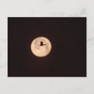 Een Sneeuwgans Tegen Een Volle Maan   New Mexico Briefkaart