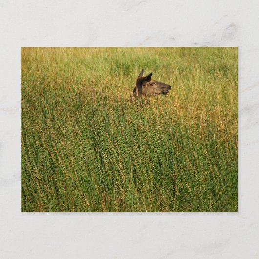 Een snel Briefkaart (Voorkant)