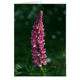 Een solitaire lupine houdt vigil vast