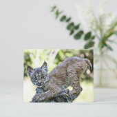Een speelse Canadese Lynx Kitten Briefkaart (Staand voorkant)