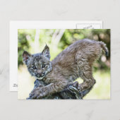 Een speelse Canadese Lynx Kitten Briefkaart (Voorkant / Achterkant)