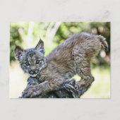 Een speelse Canadese Lynx Kitten Briefkaart (Voorkant)