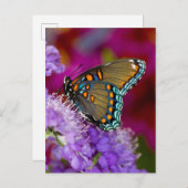 Een Spicebush Swallowtail Butterfly Briefkaart (Voorkant / Achterkant)