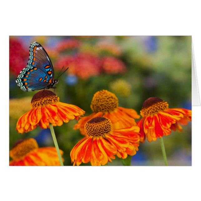 Een Spicebush Swallowtail, Papilio troilus (Voorkant Horizontaal)