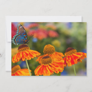Een Spicebush Swallowtail, Papilio troilus Bedankkaart