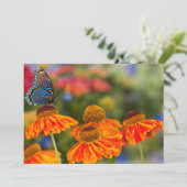 Een Spicebush Swallowtail, Papilio troilus Bedankkaart (Staand voorkant)