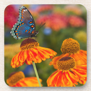 Een Spicebush Swallowtail, Papilio troilus Bier Onderzetter