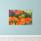 Een Spicebush Swallowtail, Papilio troilus Canvas Afdruk (Insitu (Houten vloer))