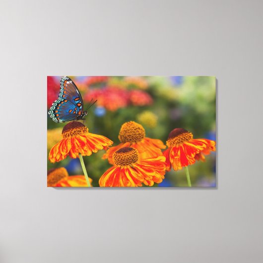 Een Spicebush Swallowtail, Papilio troilus Canvas Afdruk (Voorkant)