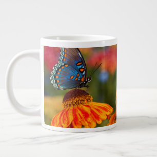 Een Spicebush Swallowtail, Papilio troilus Grote Koffiekop
