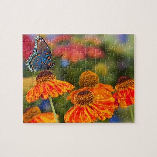 Een Spicebush Swallowtail, Papilio troilus Legpuzzel (Horizontaal)