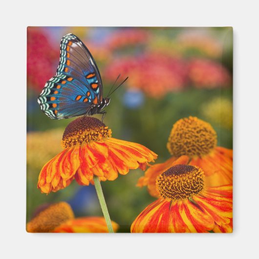 Een Spicebush Swallowtail, Papilio troilus Magneet (Voorkant)