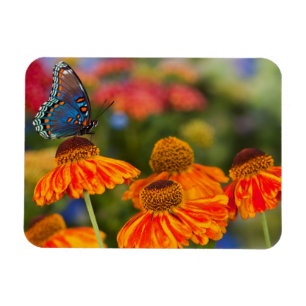 Een Spicebush Swallowtail, Papilio troilus Magneet