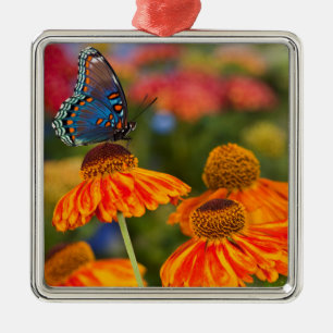 Een Spicebush Swallowtail, Papilio troilus Metalen Ornament