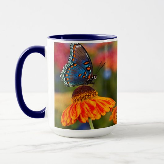 Een Spicebush Swallowtail, Papilio troilus Mok (Links)