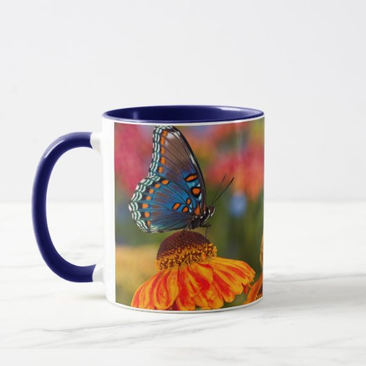 Een Spicebush Swallowtail, Papilio troilus Mok (Links)