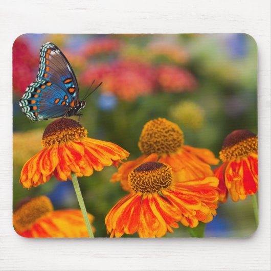 Een Spicebush Swallowtail, Papilio troilus Muismat (Voorkant)