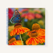 Een Spicebush Swallowtail, Papilio troilus Notitieboek (Voorkant)