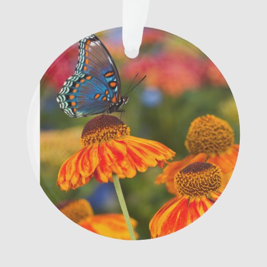 Een Spicebush Swallowtail, Papilio troilus Ornament (voorkant)