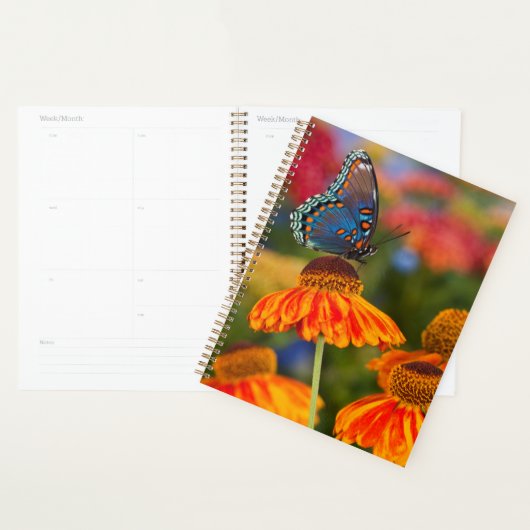 Een Spicebush Swallowtail, Papilio troilus Planner (Display)