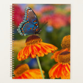 Een Spicebush Swallowtail, Papilio troilus Planner (Voorkant)