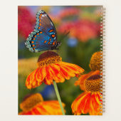 Een Spicebush Swallowtail, Papilio troilus Planner (Achterkant)