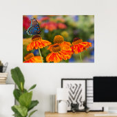 Een Spicebush Swallowtail, Papilio troilus Poster (Thuiskantoor)