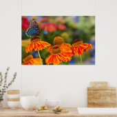 Een Spicebush Swallowtail, Papilio troilus Poster (Keuken)